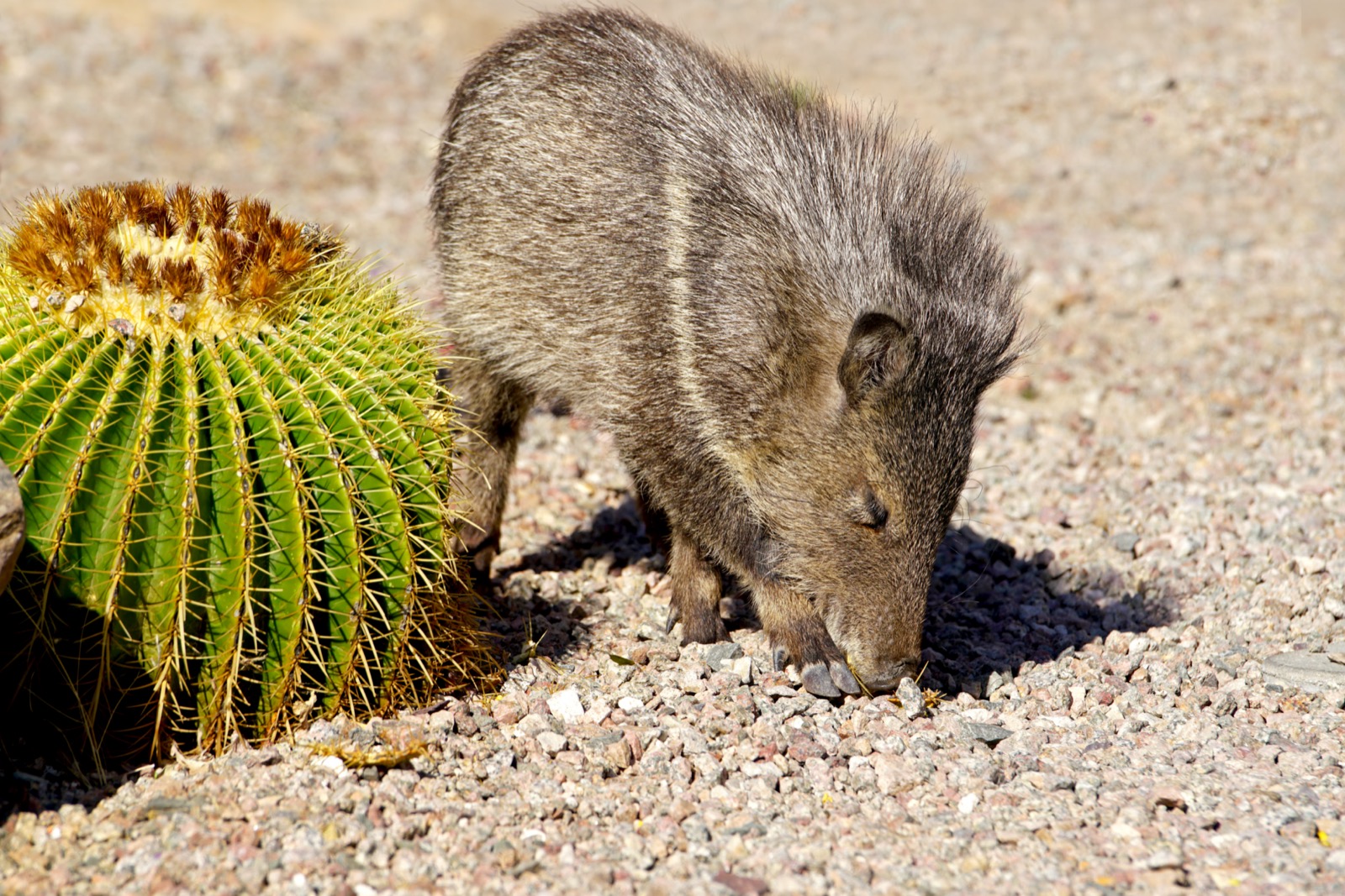 Javelina and barrel cactus